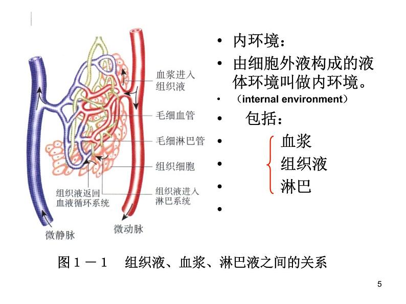 必修3 稳态与环境1.1细胞生活的环境(1) 课件05