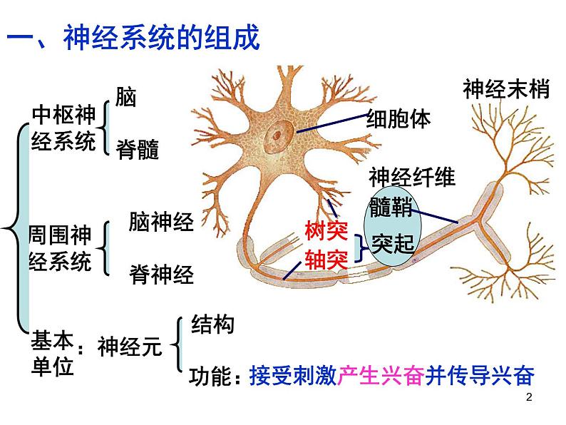 必修3 稳态与环境2.1通过神经系统的调节 课件02