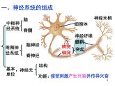 必修3 稳态与环境2.1通过神经系统的调节 课件