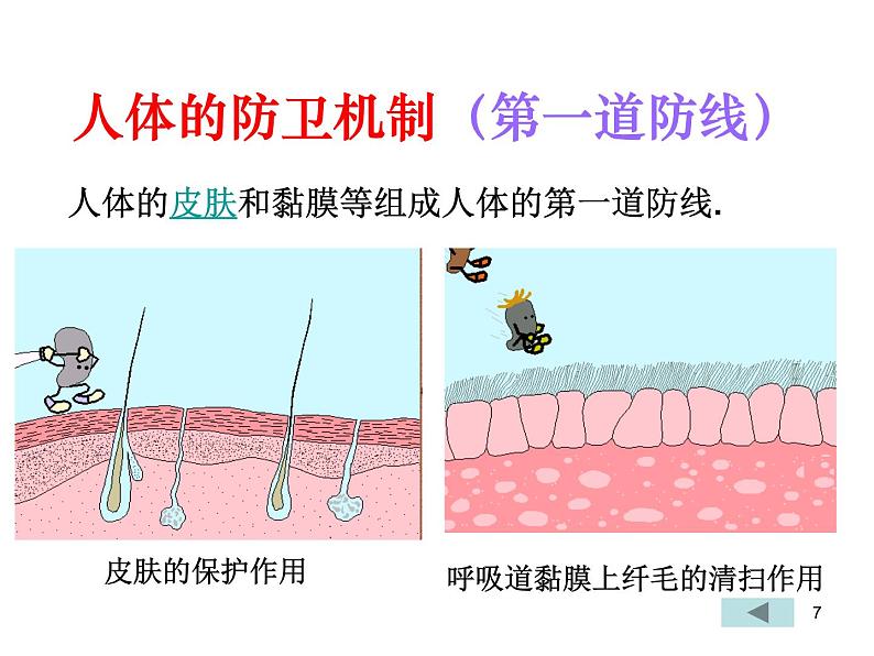 必修3 稳态与环境2.4免疫调节（第一课时） 课件07