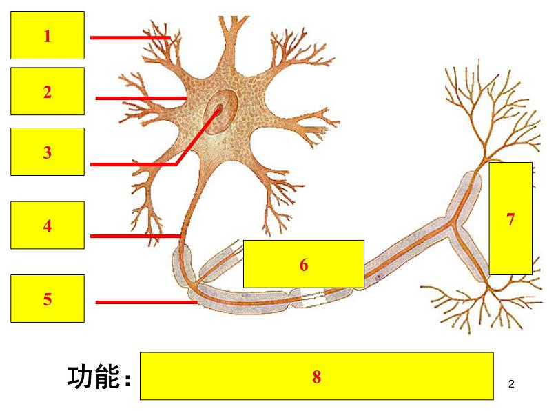 必修3 稳态与环境2.3 神经调节与体液调节的关系 课件02