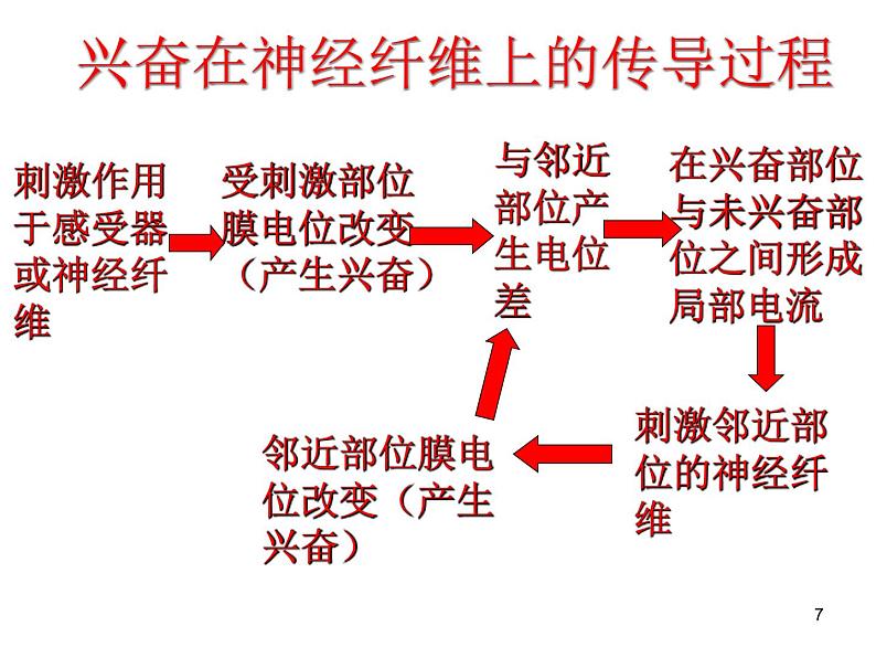 必修3 稳态与环境2.3 神经调节与体液调节的关系 课件07