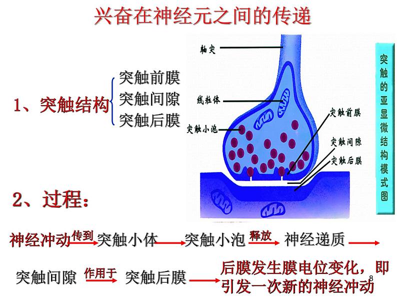 必修3 稳态与环境2.3 神经调节与体液调节的关系 课件08