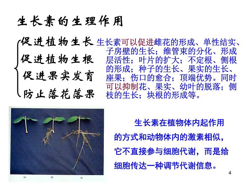 必修3 稳态与环境3.2生长素的生理作用(28张) 课件04