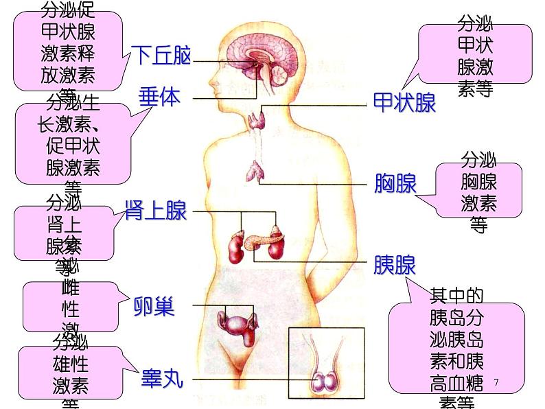 必修3 稳态与环境2.2 通过激素的调节 课件07