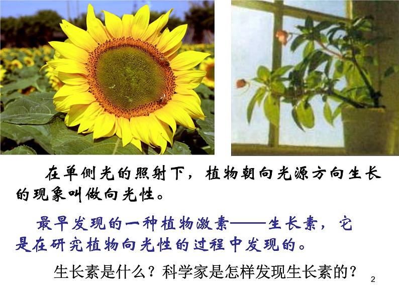 必修3 稳态与环境3.1植物生长素的发现(24张) 课件02