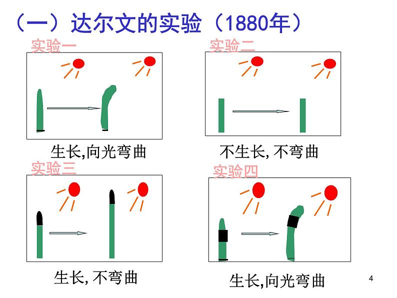 必修3 稳态与环境3.1植物生长素的发现(24张) 课件04