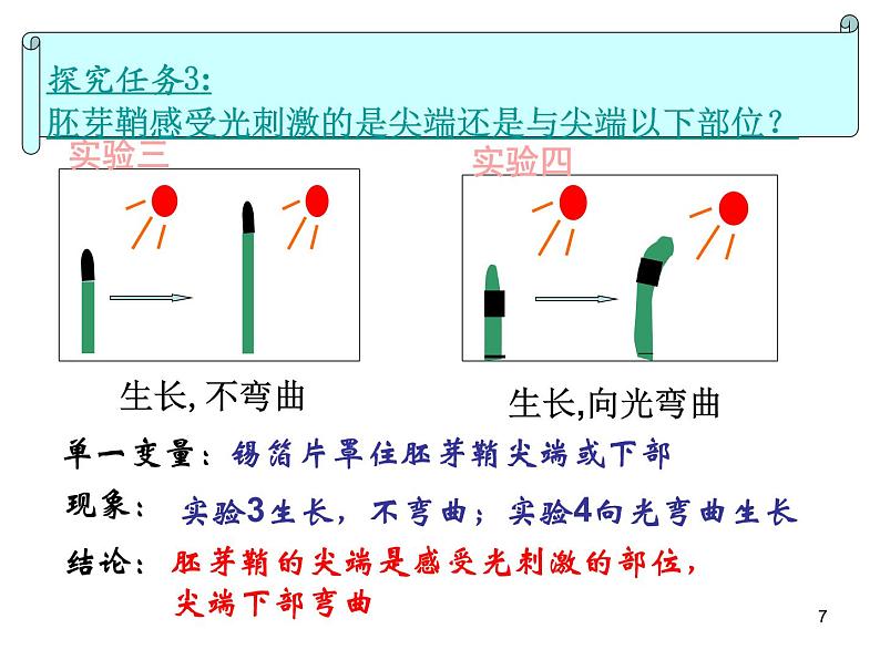 必修3 稳态与环境3.1植物生长素的发现(24张) 课件07