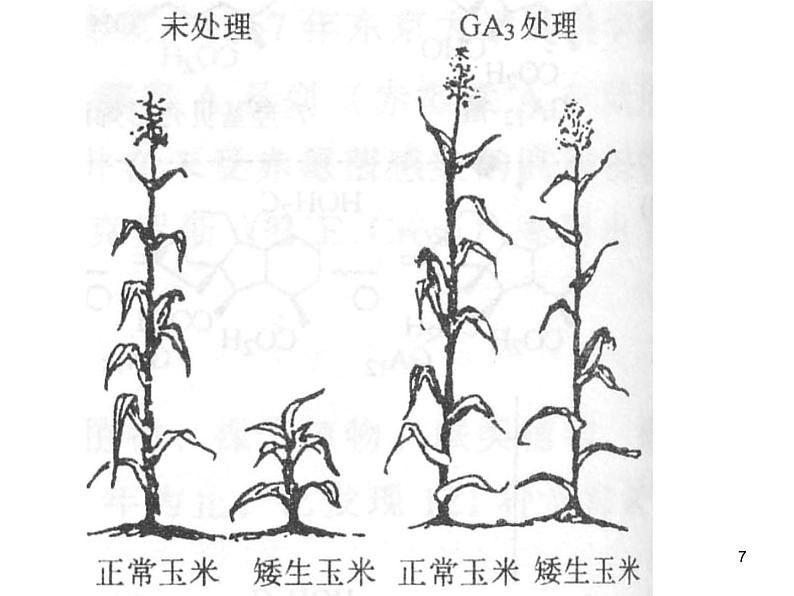 必修3 稳态与环境3.3其他植物激素(39张) 课件07