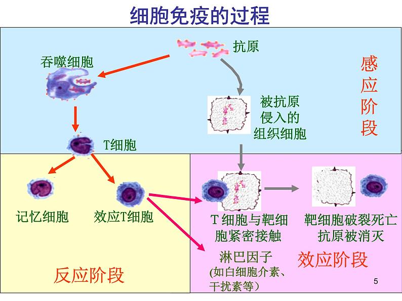 必修3 稳态与环境2.4免疫调节（第二课时） 课件05