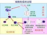 必修3 稳态与环境2.4免疫调节（第二课时） 课件