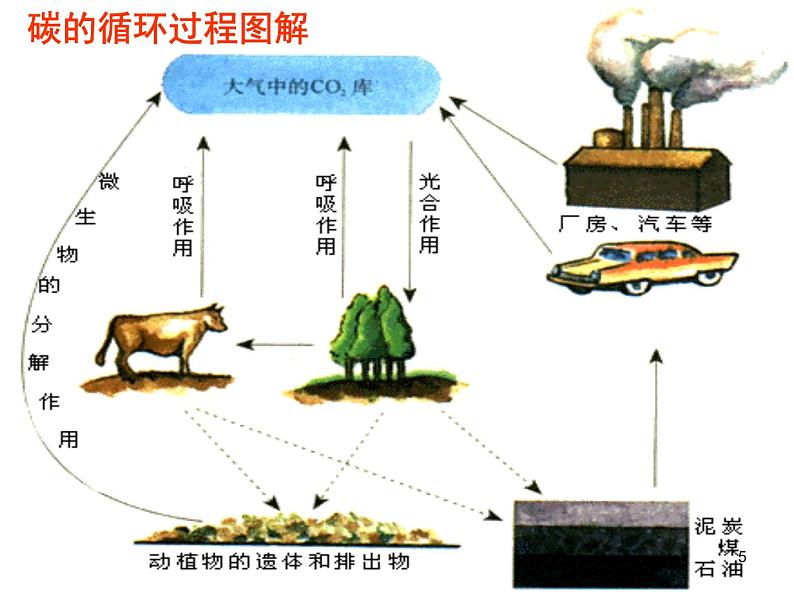 必修3 稳态与环境5.3生态系统的物质循环（30张） 课件05