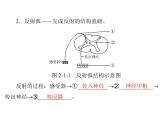 新人教版生物必修三：2.1《通过神经系统的调节》ppt课件（59页）