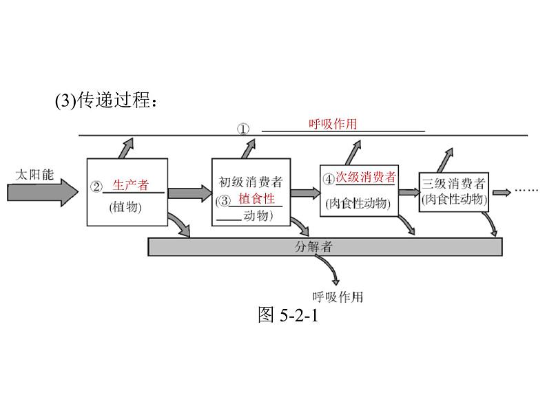 新人教版生物必修三：5.2《生态系统的能量流动》ppt课件（31页）03