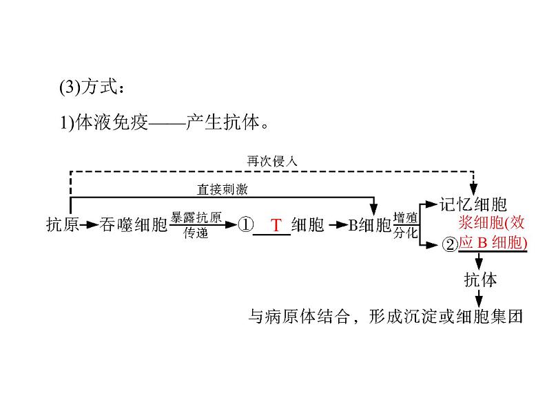 新人教版生物必修三：2.4《免疫调节》ppt课件（40页）07