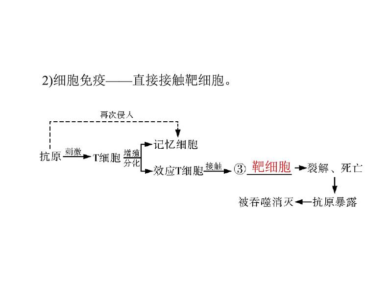 新人教版生物必修三：2.4《免疫调节》ppt课件（40页）08