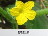 5.1 植物生长素 课件