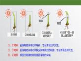 5.1 植物生长素 课件
