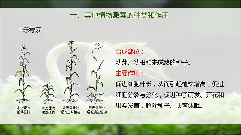 5.2 其他植物激素 课件04