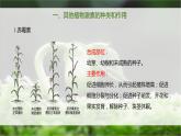 5.2 其他植物激素 课件