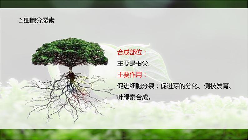 5.2 其他植物激素 课件05