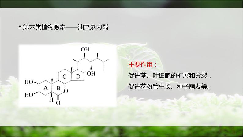 5.2 其他植物激素 课件08