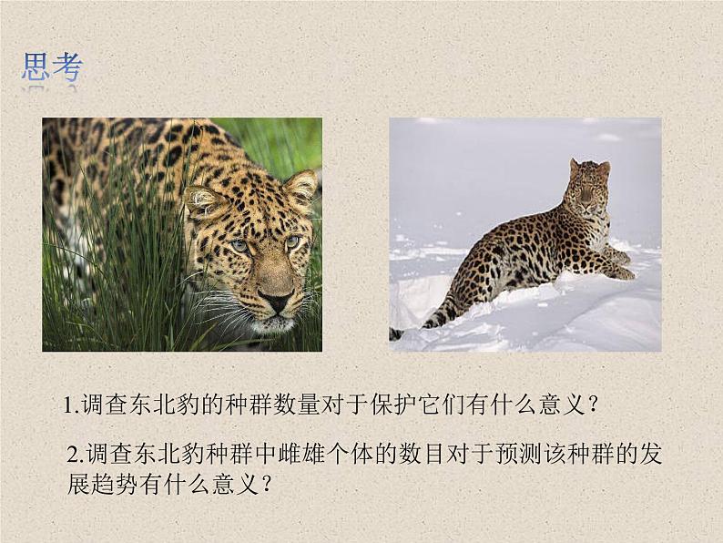 1.1种群的数量特征 课件第2页