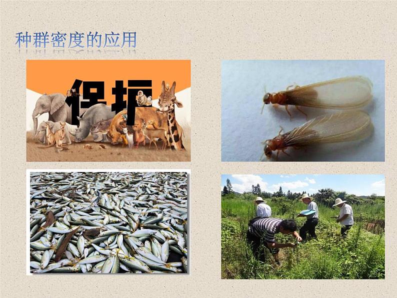 1.1种群的数量特征 课件第5页
