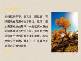 3.3生态系统的物质循环  课件