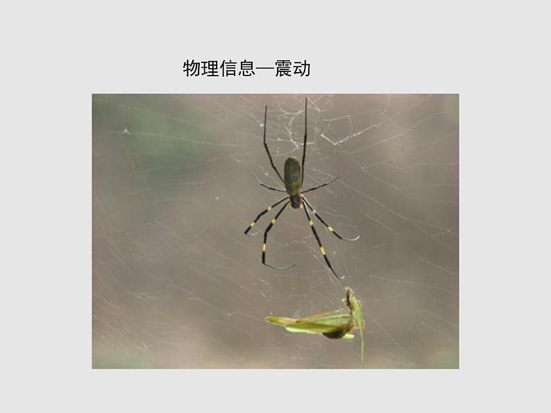 3.4生态系统的信息传递 课件07