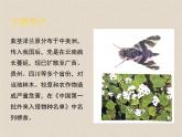 3.5生态系统的稳定性 课件