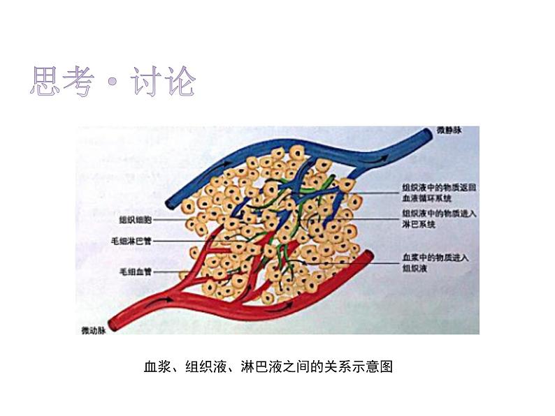 1.1细胞生活的环境 课件08