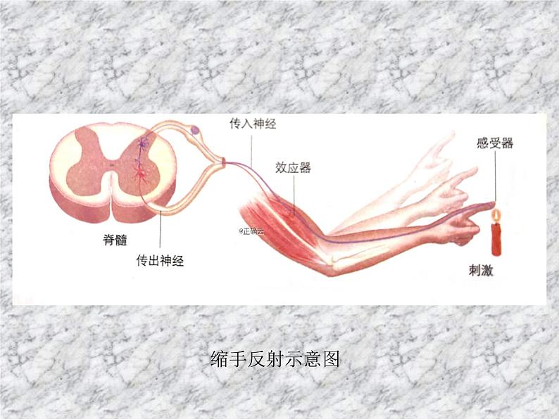 2.2神经调节的基本方式 课件06