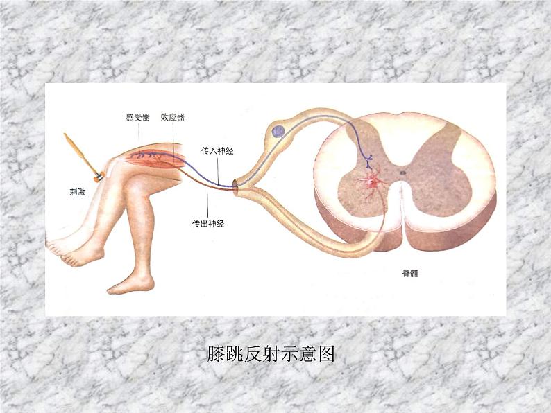 2.2神经调节的基本方式 课件07