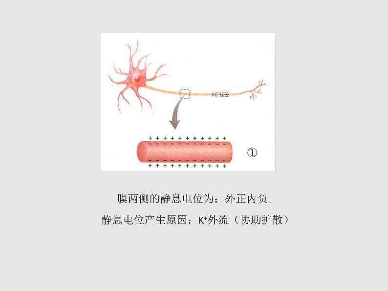 2.3神经冲动的产生和传导 课件08