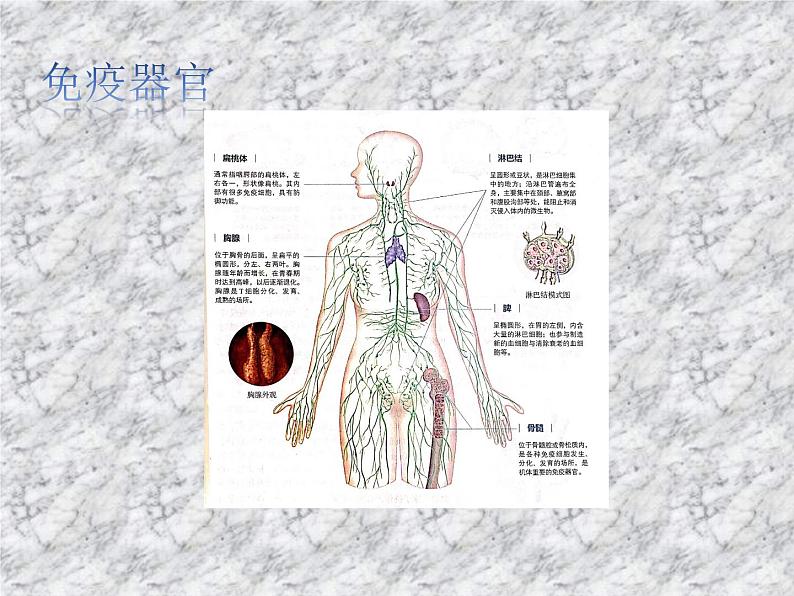 4.1免疫系统的结构和功能 课件第6页