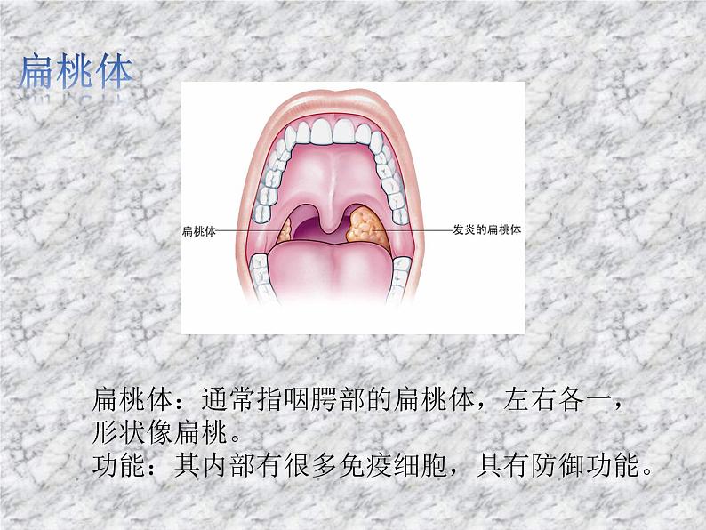 4.1免疫系统的结构和功能 课件第8页