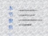 5.1植物生长素 课件