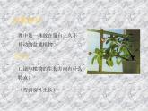 5.1植物生长素 课件