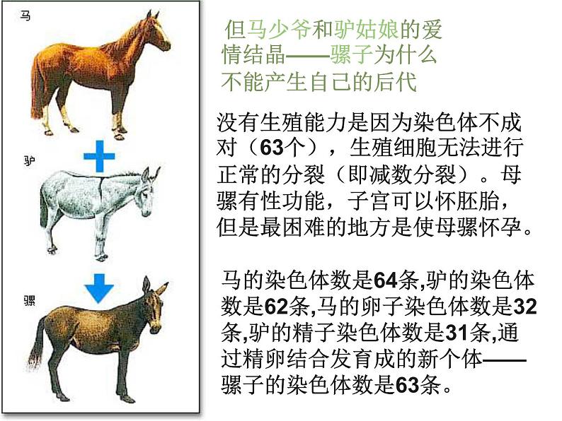 高中生物 第二章 第1节 减数分裂和受精作用课件 新人教版必修203