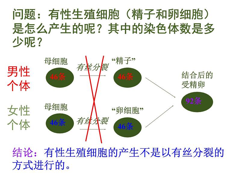 高中生物 第二章 第1节 减数分裂和受精作用课件 新人教版必修205