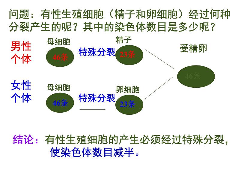 高中生物 第二章 第1节 减数分裂和受精作用课件 新人教版必修206
