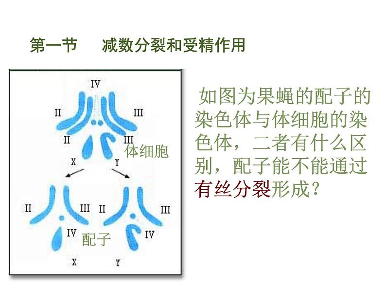 高中生物 第二章 第1节 减数分裂和受精作用课件 新人教版必修208