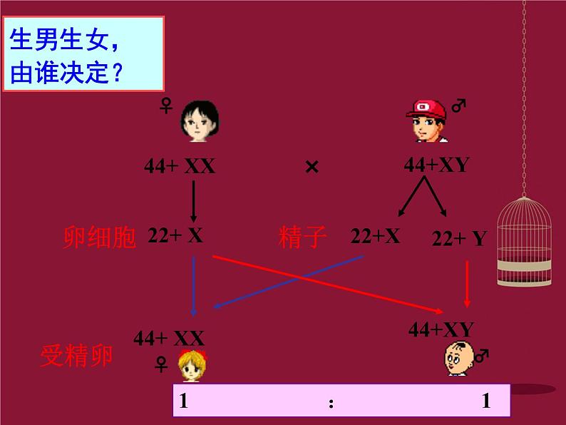 高中生物 第二章 第3节 伴性遗传课件 新人教版必修203