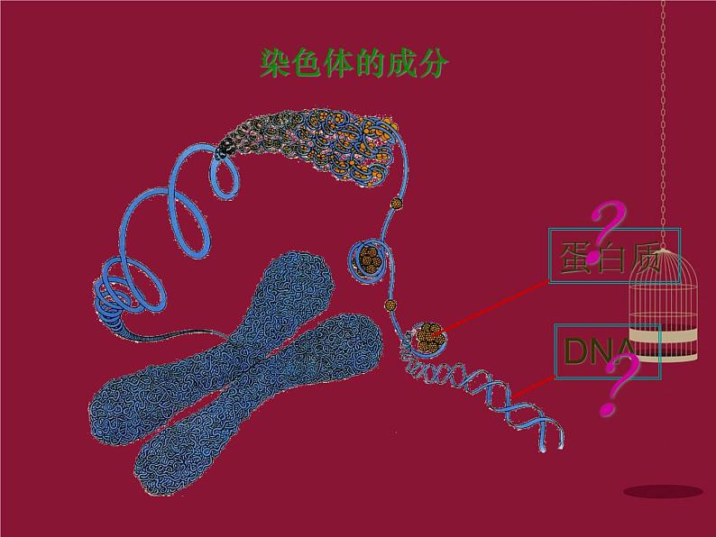 高中生物 第三章 第1节 DNA是主要的遗传物质课件 新人教版必修204