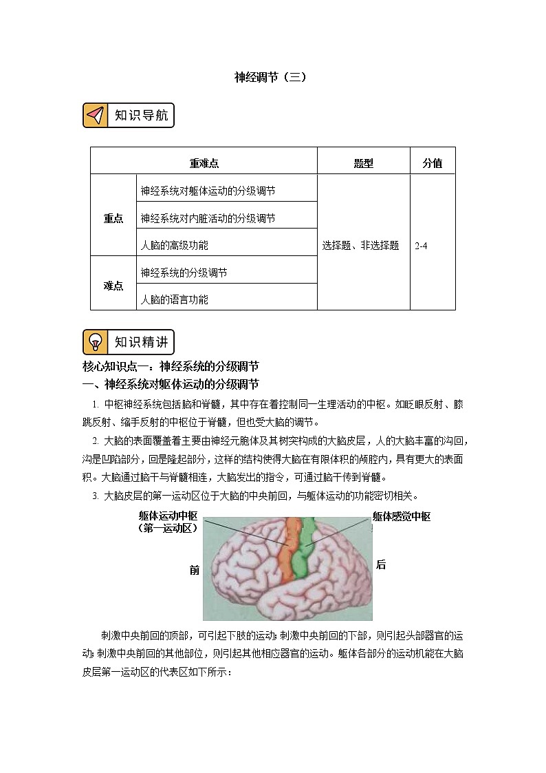 选择性必修1 第2章 神经调节 第四、五节 学案01
