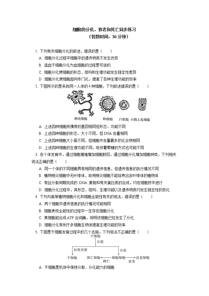 2020-2021学年高一上学期生物人教版（2019）必修一 第6章 细胞的生命历程 第2、3节同步练习01