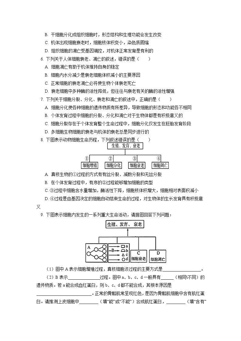 2020-2021学年高一上学期生物人教版（2019）必修一 第6章 细胞的生命历程 第2、3节同步练习02