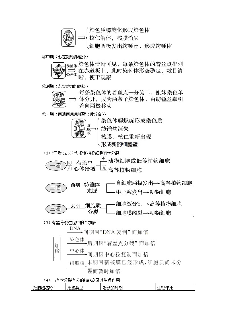 2020-2021学年高一上学期生物人教版（2019）必修一第6章 细胞的生命历程 第1节 学案03