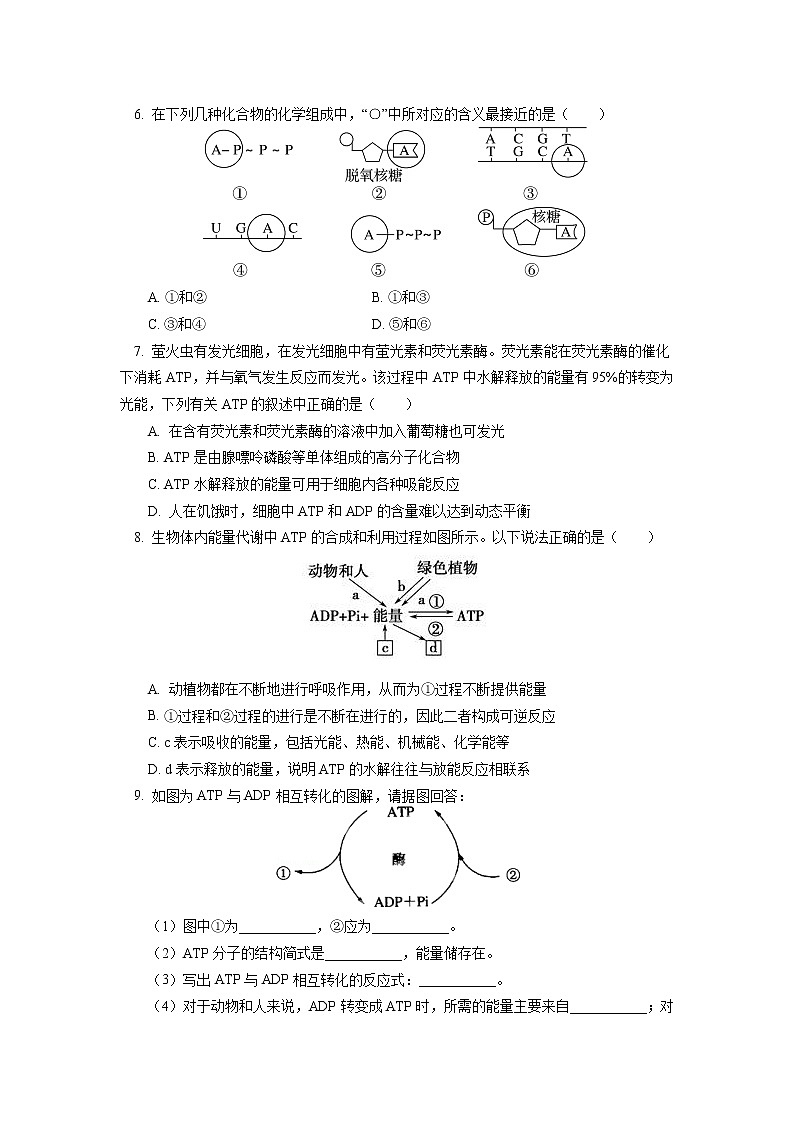 2020-2021学年高一上学期生物人教版（2019）必修一ATP结构及转化详解同步练习02